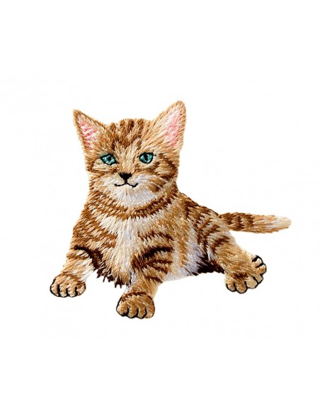 Chat bébé